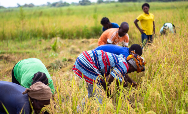 Lo sfruttamento delle donne immigrate in agricoltura. L'approfondimento di Ginevra Demaio